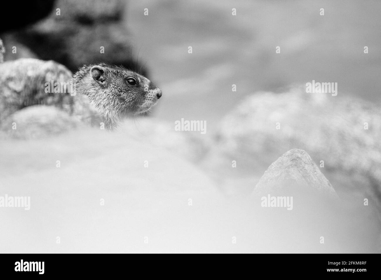 Vista ritagliata di una marmotta in un molo di roccia Foto Stock