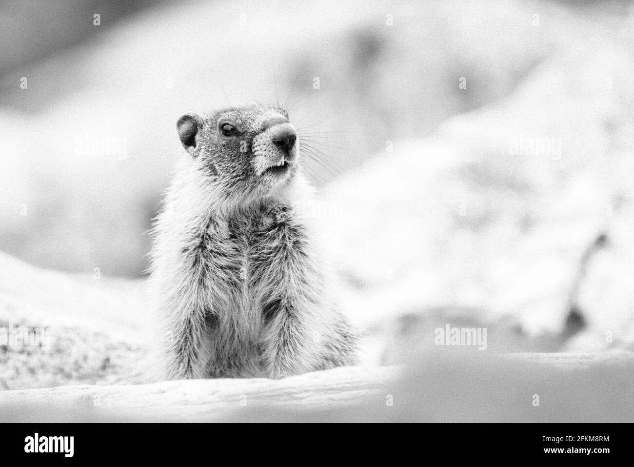 Dritto in vista di una marmotta dal colore giallo Foto Stock
