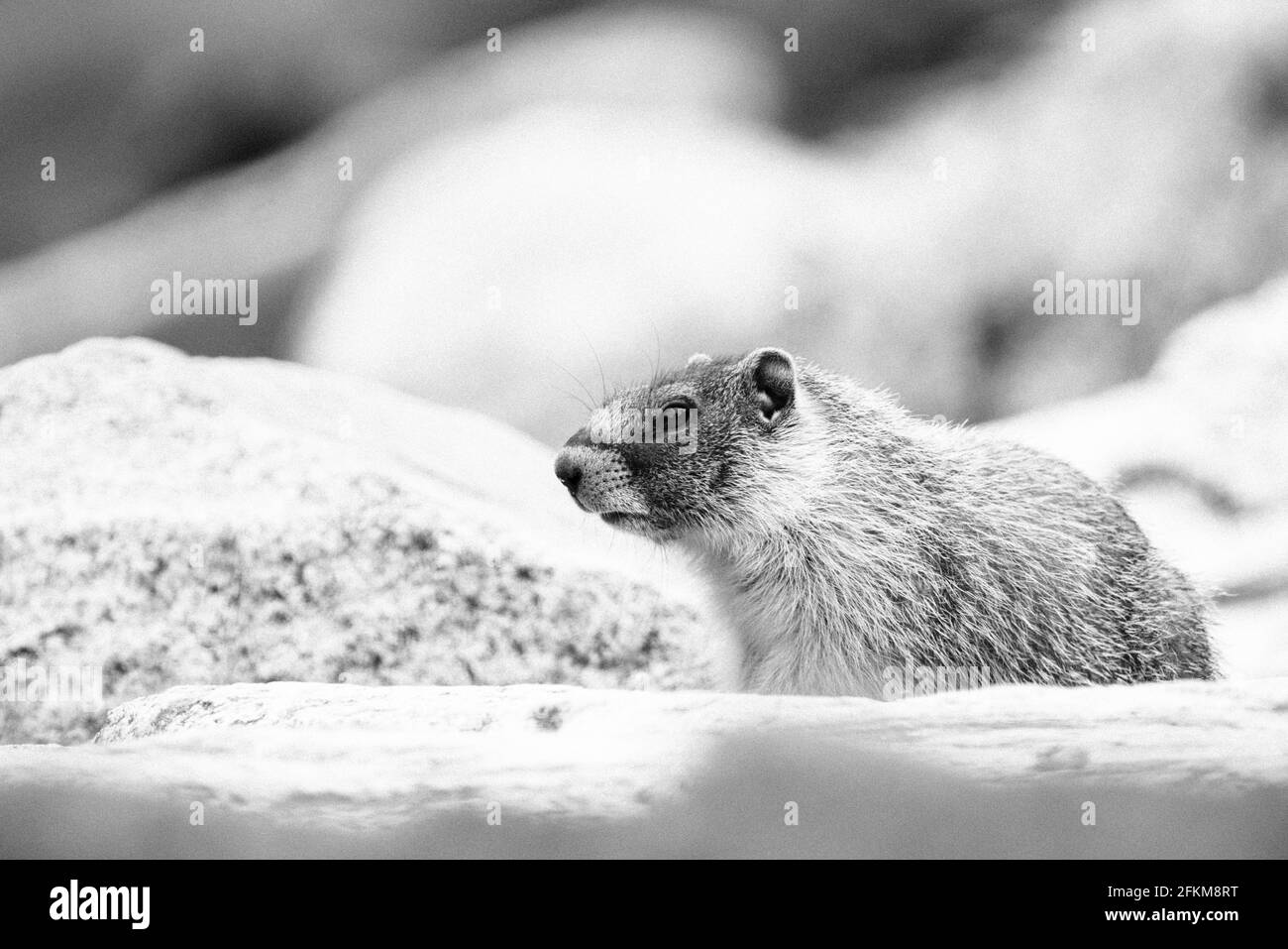 Vista laterale di una marmotta in un molo di roccia Foto Stock