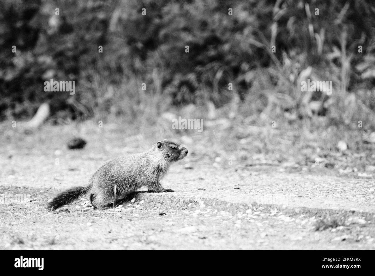 Vista laterale di una marmotta che attraversa un sentiero escursionistico di Washington Foto Stock