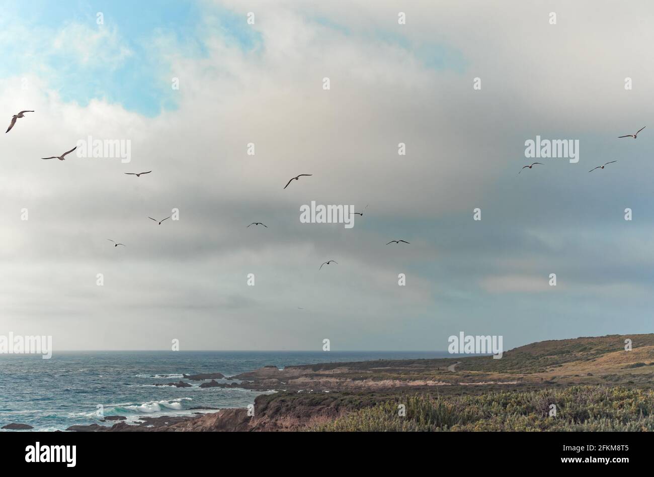 Paesaggio della costa californiana. Scogliere rocciose e piante autoctone sulla spiaggia al tramonto, e silhouette di uccelli volanti con cielo nuvoloso sullo sfondo. D Foto Stock