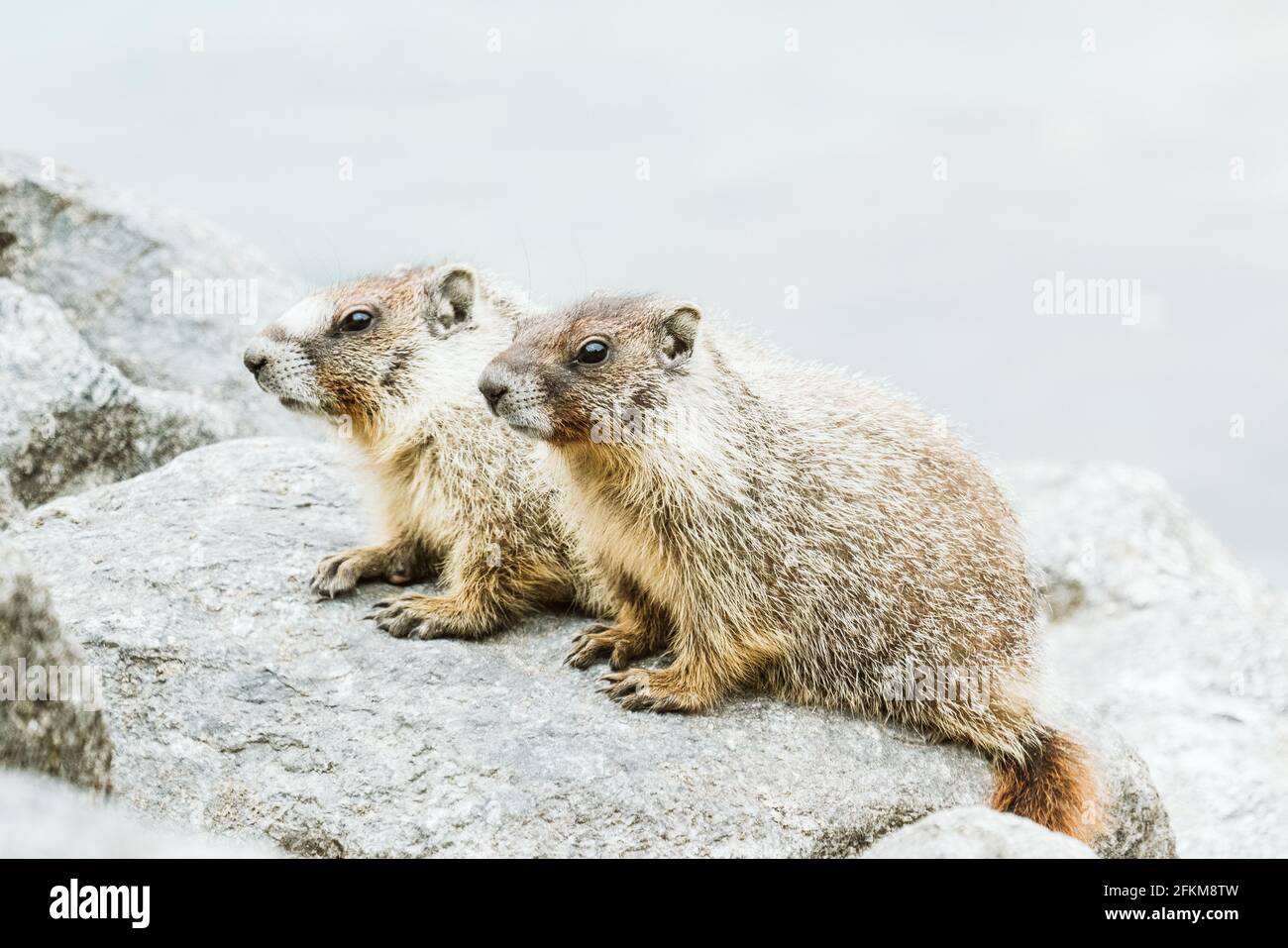 Due marmotte dal colore giallo sul lago Chelan Foto Stock