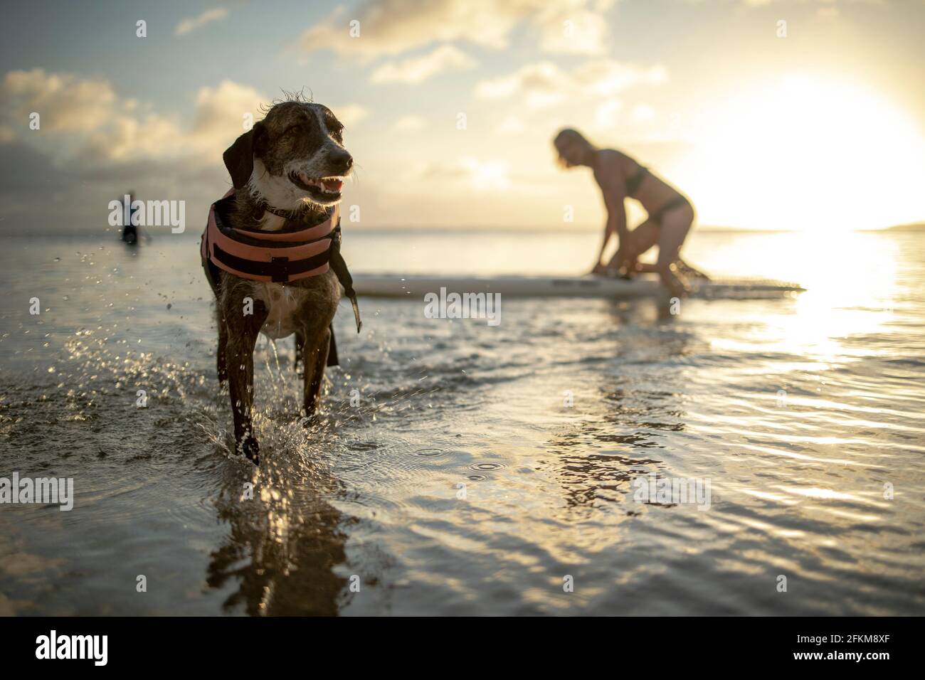 Cane sorridente mentre il suo proprietario paddleboards dietro di lui al tramonto Foto Stock
