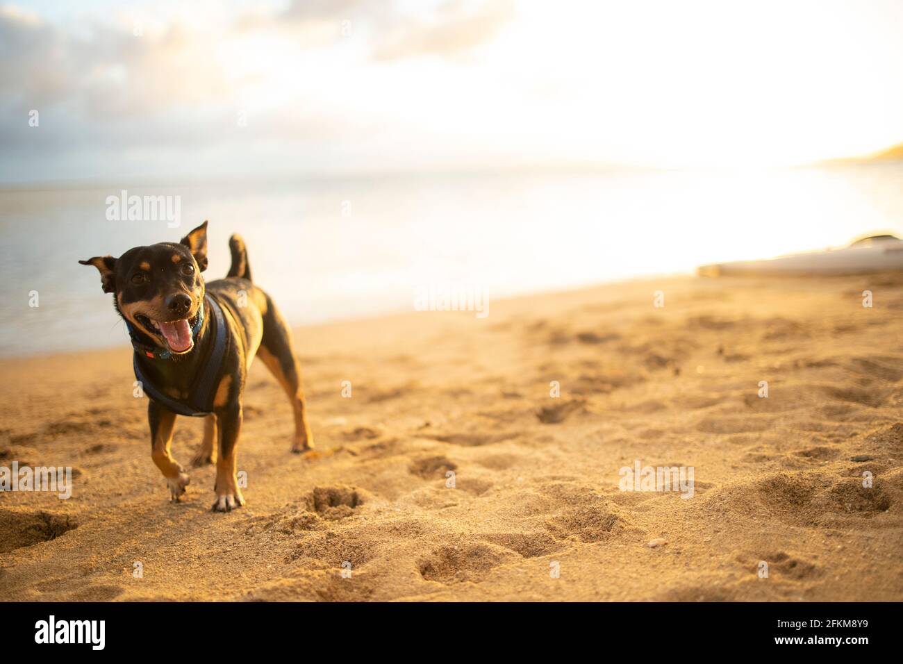 Cane felice che cammina lungo la spiaggia alle Hawaii Foto Stock