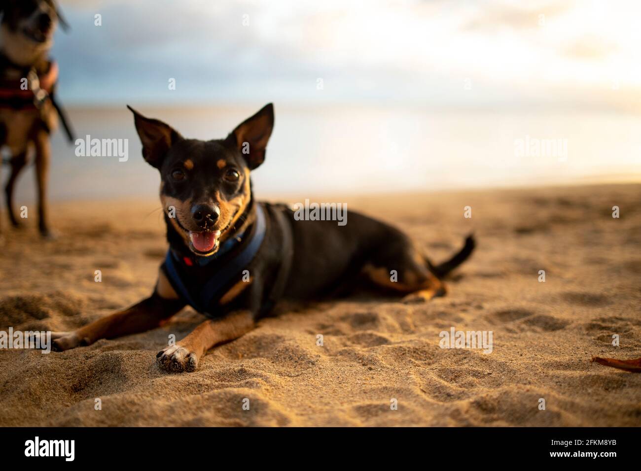 Cane che si stese sulla spiaggia delle Hawaii, mentre un altro cane si alza dietro Foto Stock