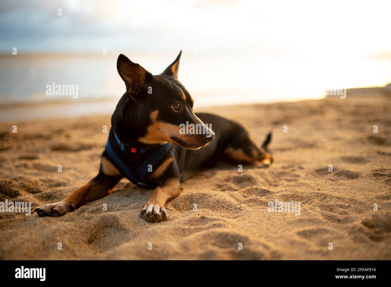 Cane nero che indossa giubbotto rilassante su una spiaggia alle Hawaii Foto Stock