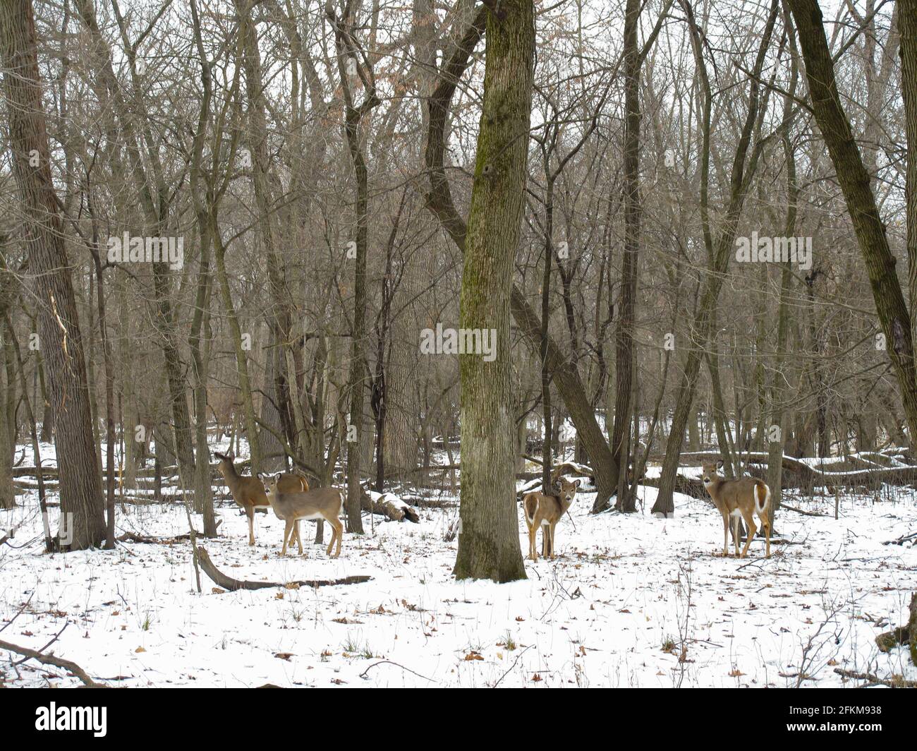 Quattro cervi di coda bianca nei boschi dell'Illinois Foto Stock