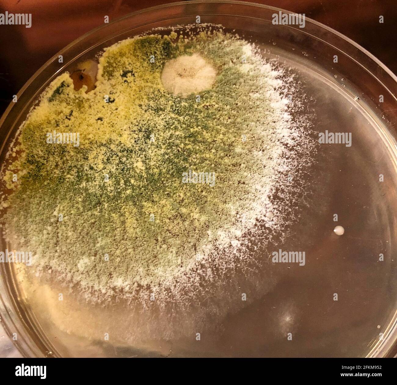 Coltivazione di muffe in Petri Dish Foto Stock