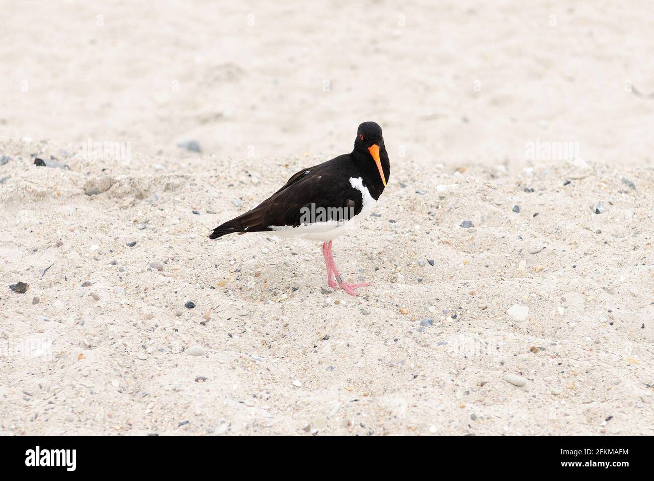 Oystercatcher sulla spiaggia di Helgoland Island Germania su un Overcast Summer Day (giorno estivo) Foto Stock