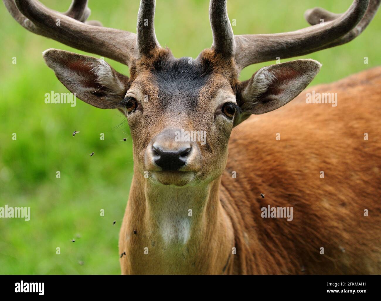 Young Deer circondato da Flies sull'isola di Ruegen in Germania Un giorno estivo overcast Foto Stock
