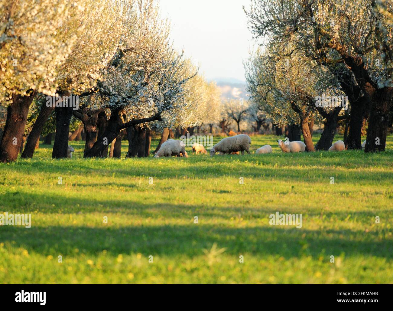 Pascolo pecore in un prato con alberi di mandorle fiorite su Maiorca in un giorno invernale soleggiato Foto Stock