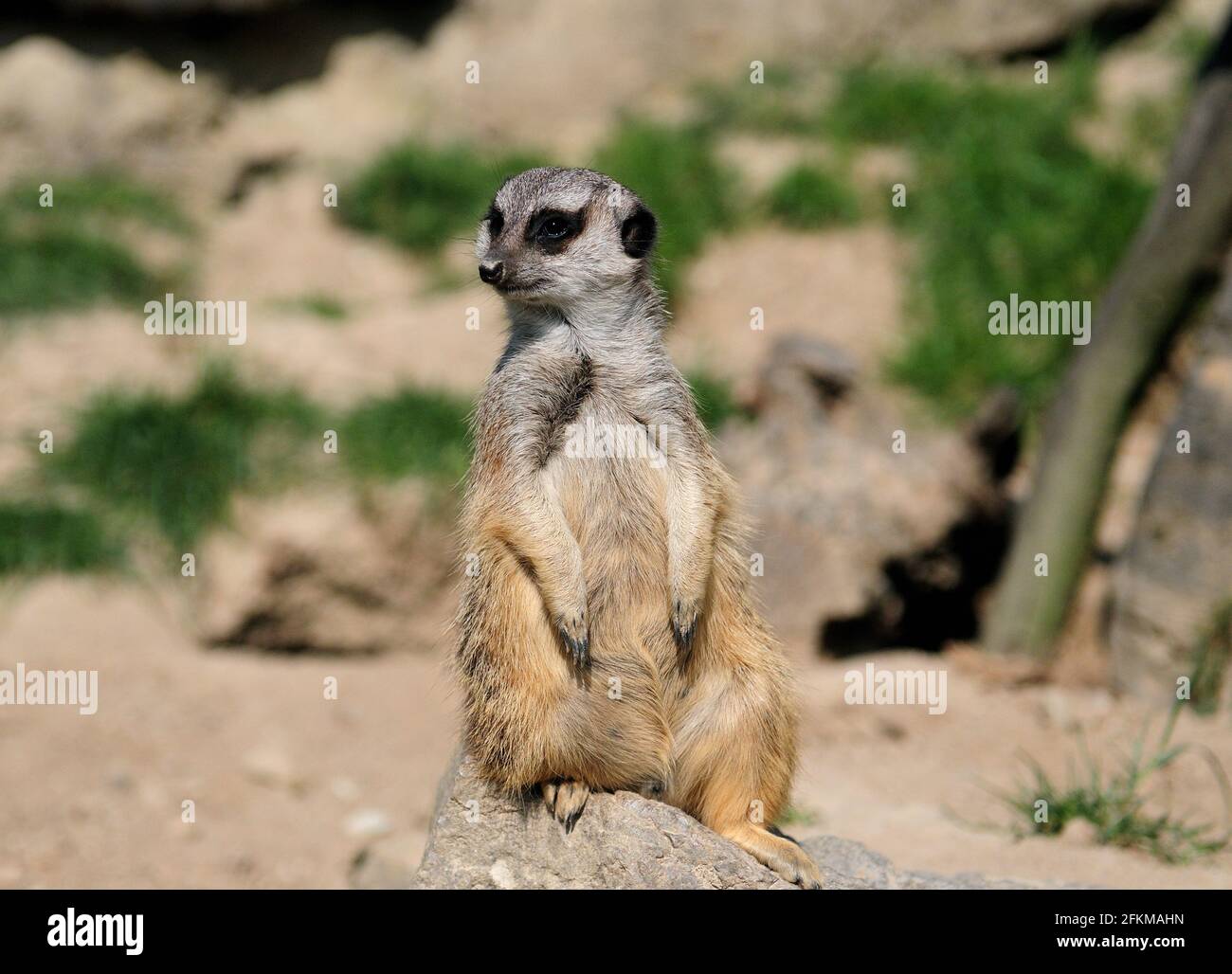 Upright seduta Mongoose in Assia Germania in UN'estate Sunny Giorno Foto Stock