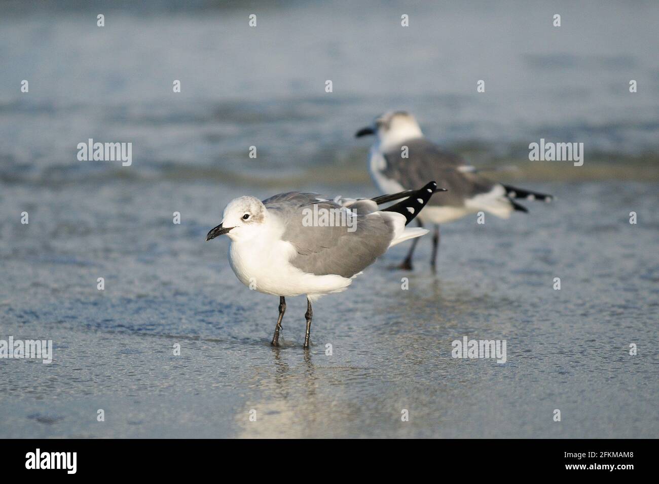 Sea Gull in acque poco profonde sulla spiaggia di Ponce Inlet Florida in un giorno d'autunno soleggiato Foto Stock