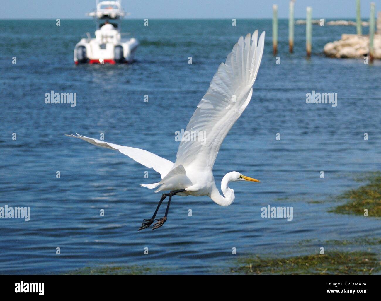 Volare Grande Egret Bianco con il Porto di Marathon Key Florida in background in UN giorno di autunno soleggiato Foto Stock