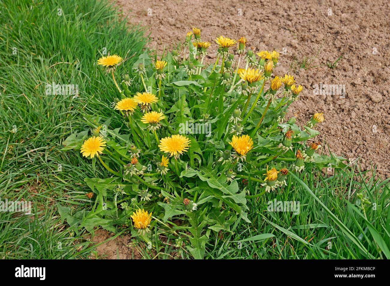 Piante di dente di leone in fiore tra erba verde vicino al suolo arabile Nel mese di aprile scorso Foto Stock