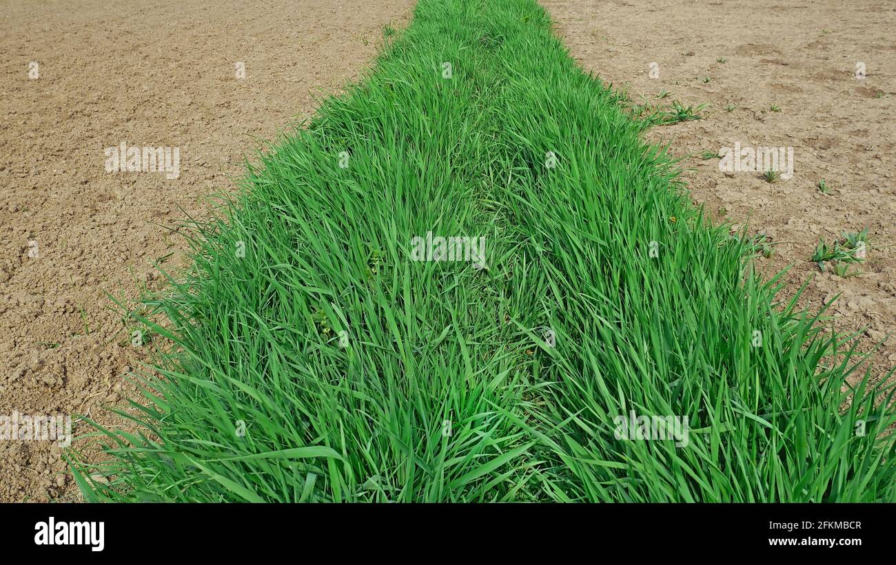 Striscia di erba di cereale verde fresca giovane tra le aree di terreno coltivato su entrambi i lati, tempo caldo soleggiato alla fine di aprile Foto Stock