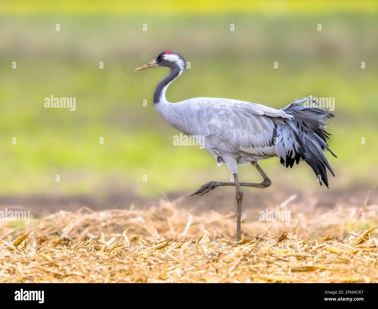 Gru comune (Grus grus) grandi uccelli migratori che camminano in campo agricolo. Scena della fauna selvatica in natura d'Europa. Paesi Bassi Foto Stock