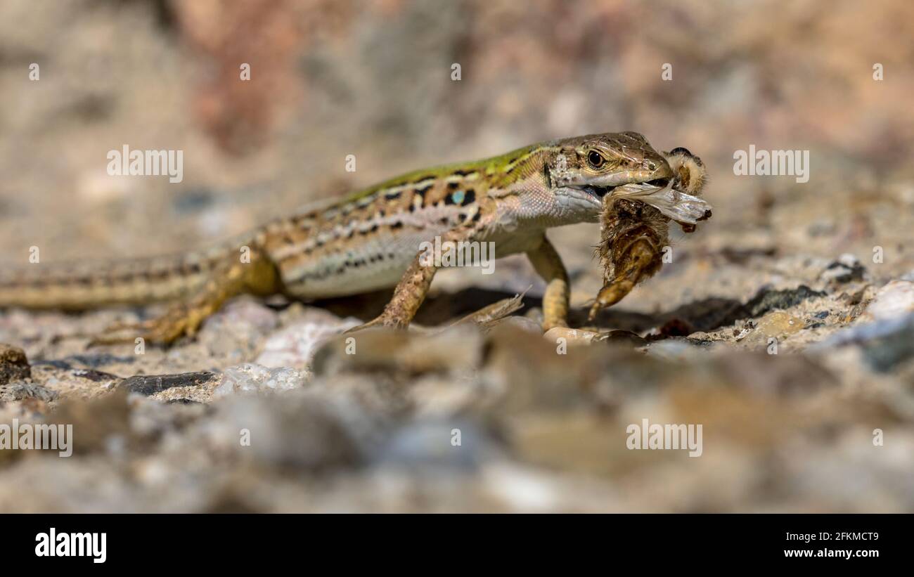 Lucertola muraria italiana (Podarcis muralis) con preda su un muro di pietra in Toscana, Italia, aprile. Foto Stock
