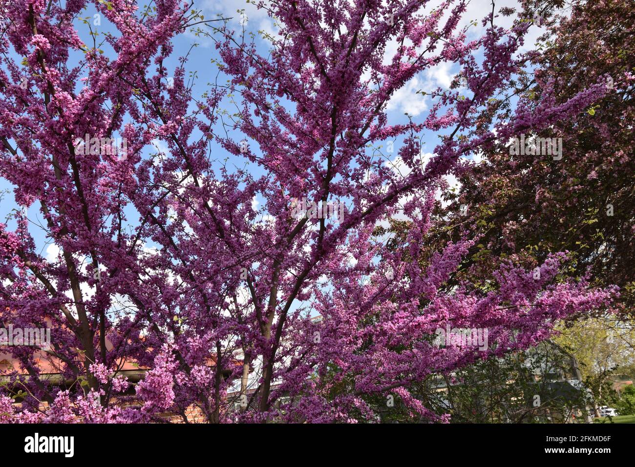 Un albero di germoglio rosso in fiore viola (Circis canadensis) con uno sfondo blu del cielo. Fotografia scattata in Iowa in primavera. Foto Stock