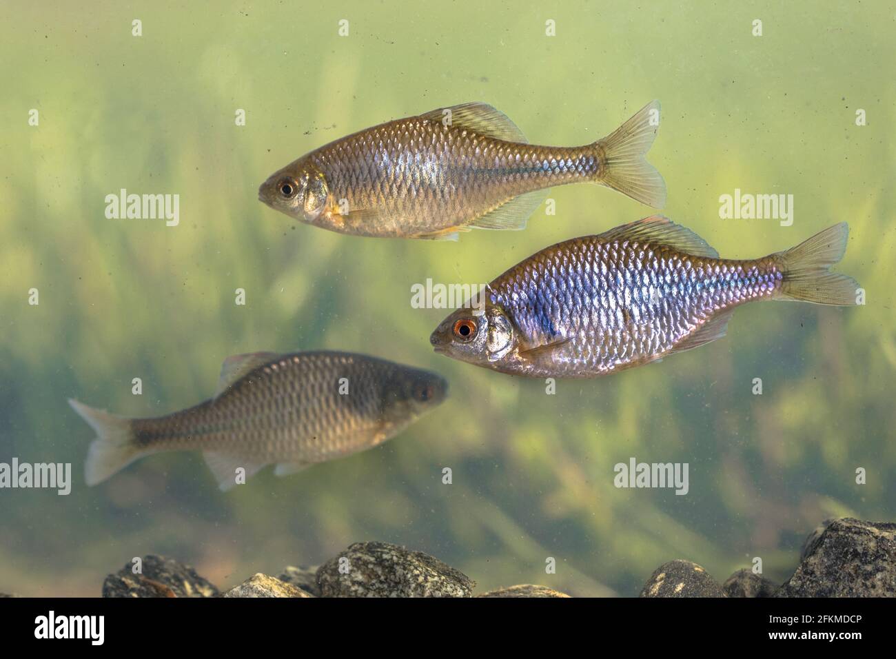 Bitterling europeo (Rhodeus amarus) pesce selvatico bagno subacqueo in ambiente naturale su sfondo tranquillo. Paesi Bassi, Foto Stock