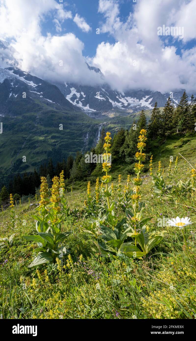 Grande genziana gialla (Gentiana lutea), Lauterbrunnen, Alpi Bernesi, Oberland Bernese, Svizzera Foto Stock