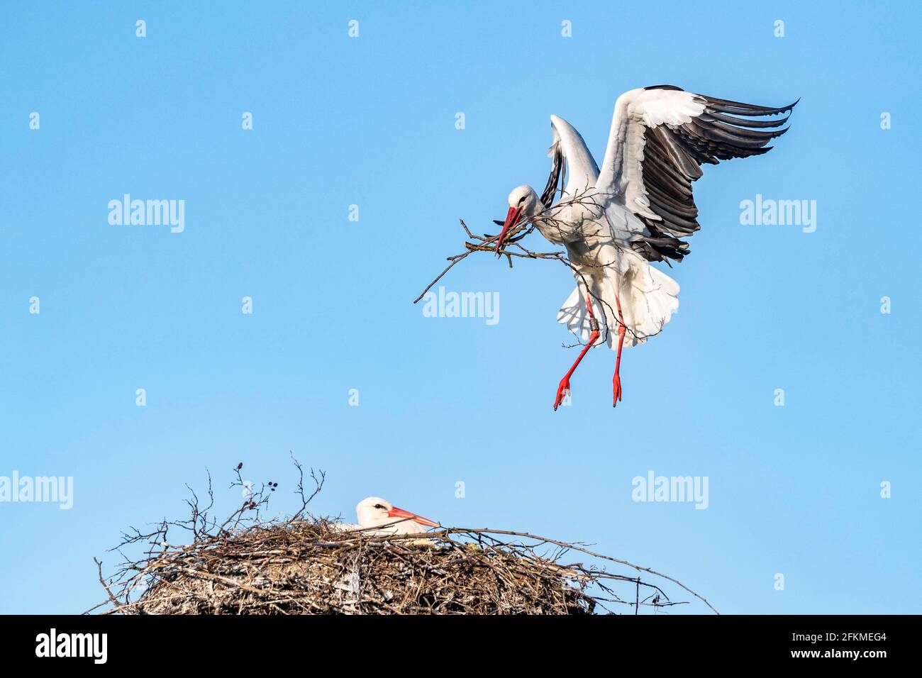 Cicogna bianca che si avvicina al nido, cicogna rattante (Ciconia ciconia), Canton Zurigo, Svizzera Foto Stock