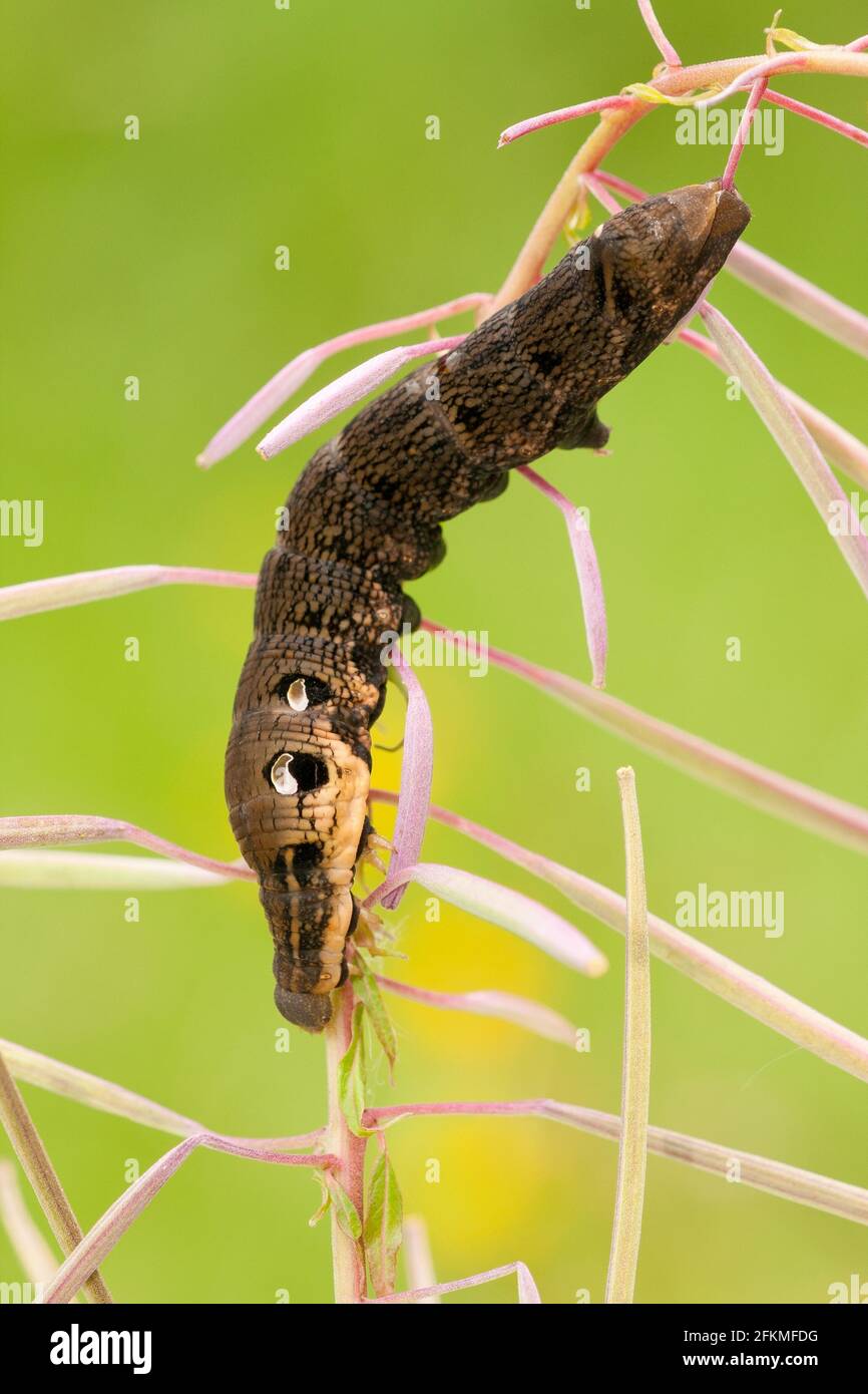 Elephant falchi-falchi (Deilephila elpenor) Caterpillar, Renania-Palatinato, Germania Foto Stock