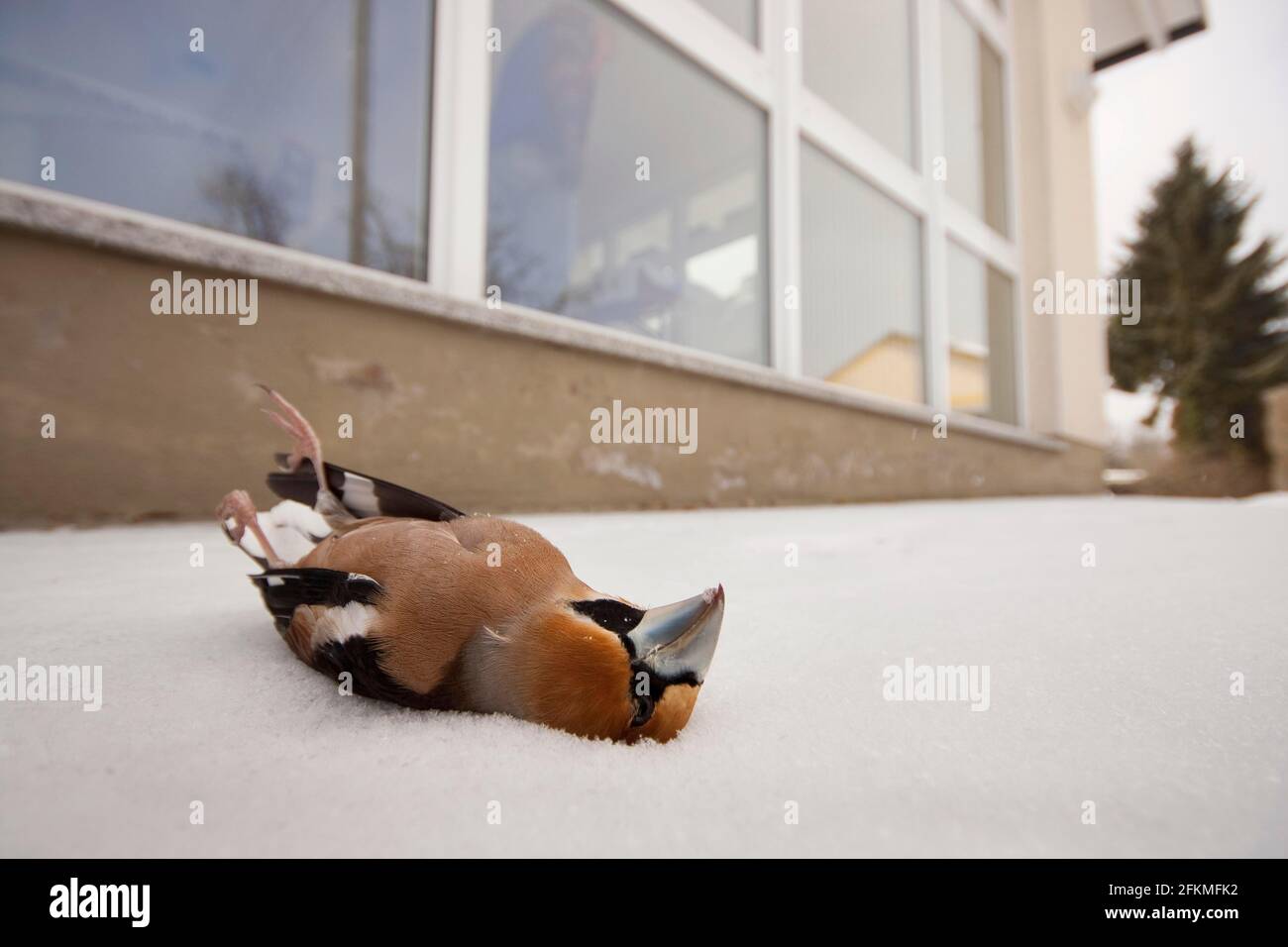 Hawfinch (Coccodraustes coccodraustes) Bird Strike, Renania-Palatinato, Germania Foto Stock