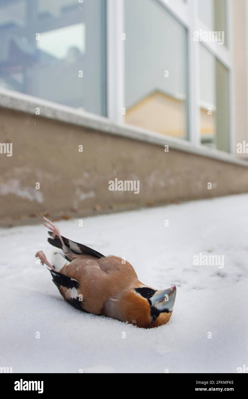 Hawfinch (Coccodraustes coccodraustes) Bird Strike, Renania-Palatinato, Germania Foto Stock