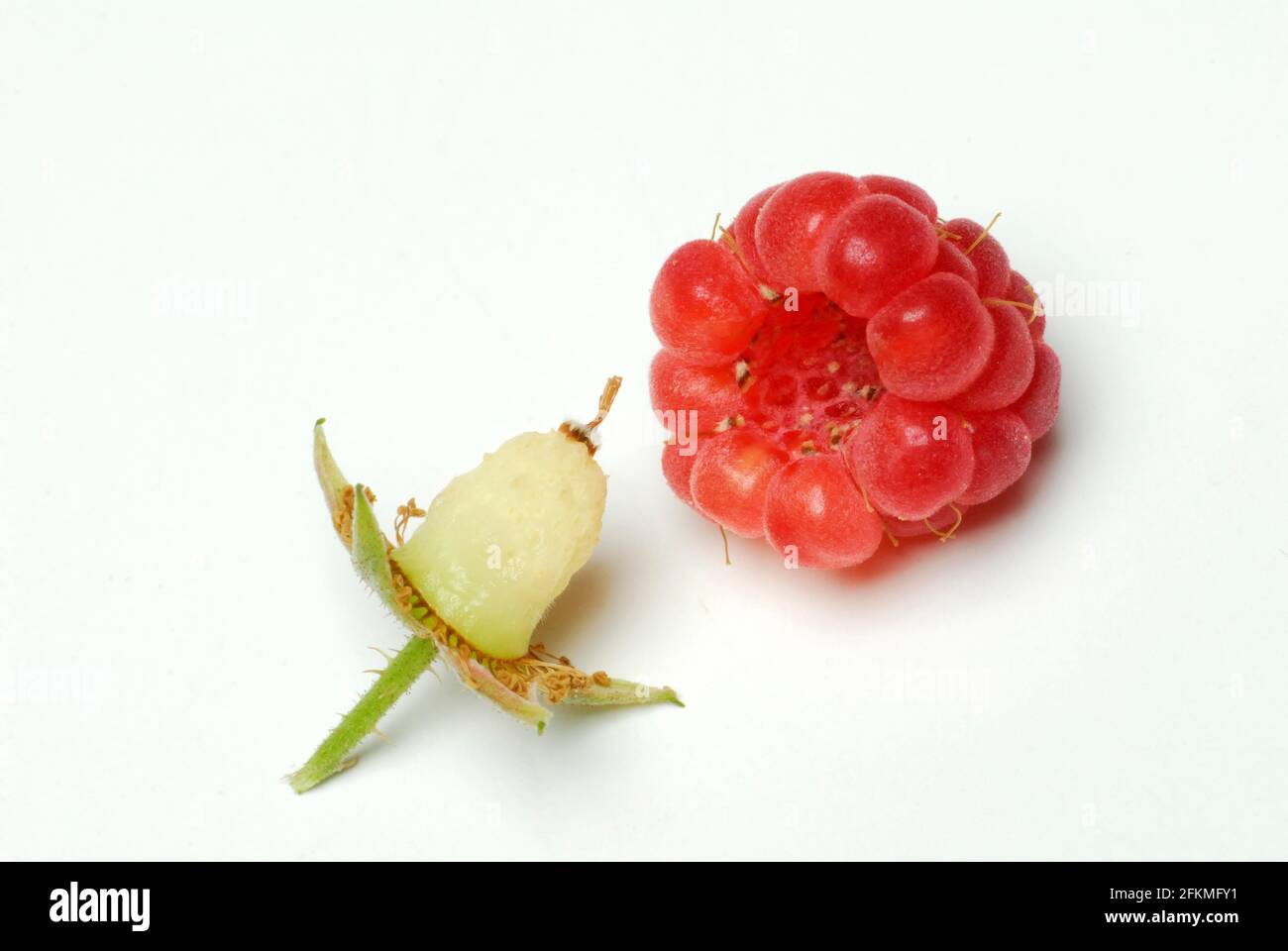 Unione rosso lampone (Rubus idaeus) Foto Stock