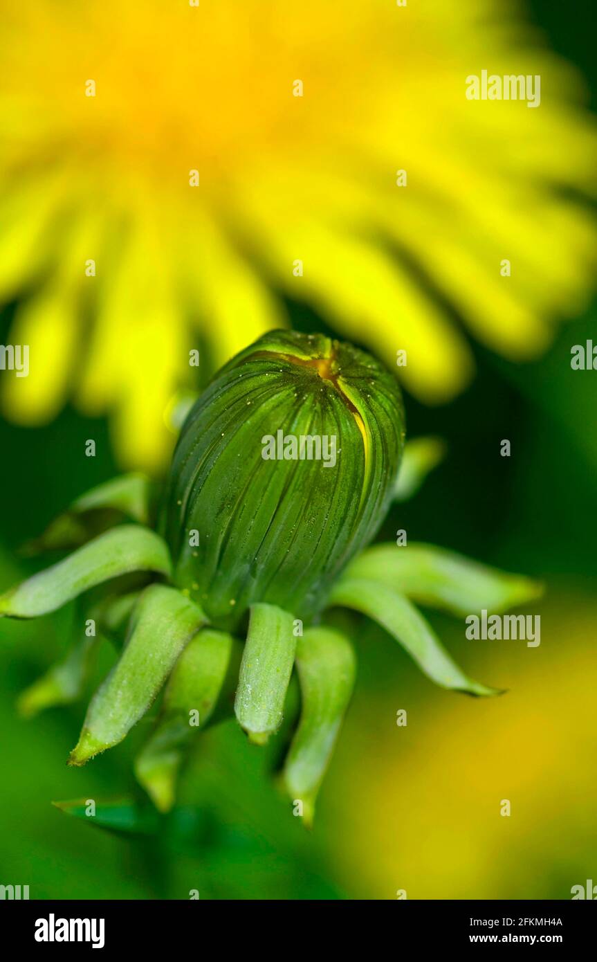 Dente di leone (Taraxacum officinale), germoglio di fiori Foto Stock