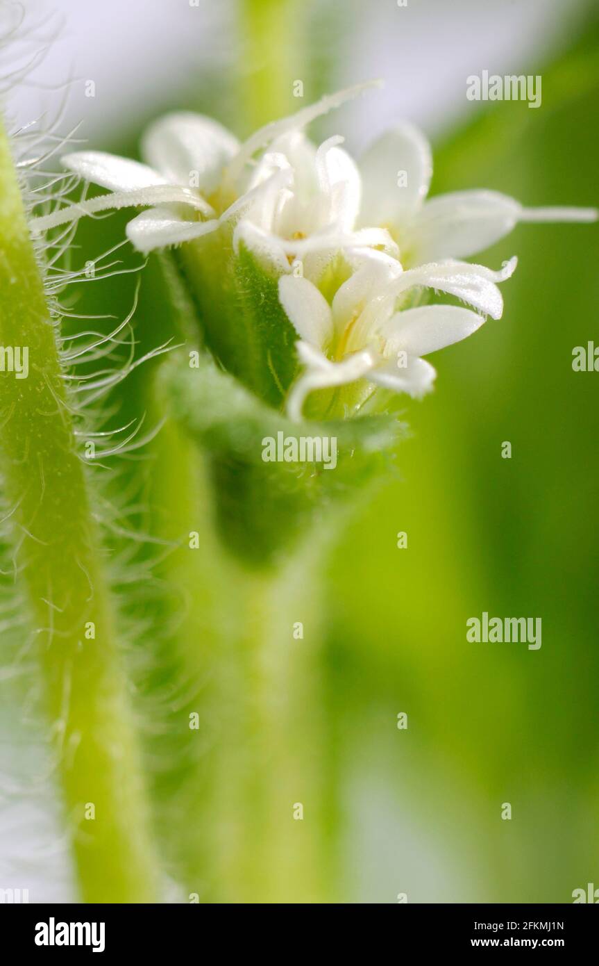 Erbe dolci, foglie di zucchero (Stevia rebaudiana), zuccherificio Foto Stock