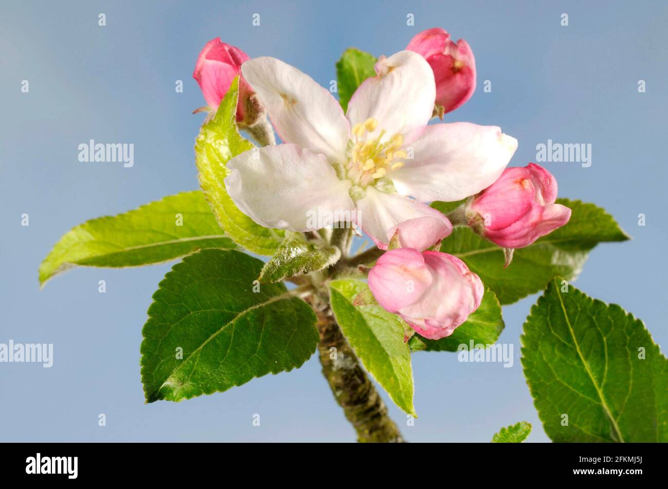 Apple Blossom, mela, mela granchio Foto Stock