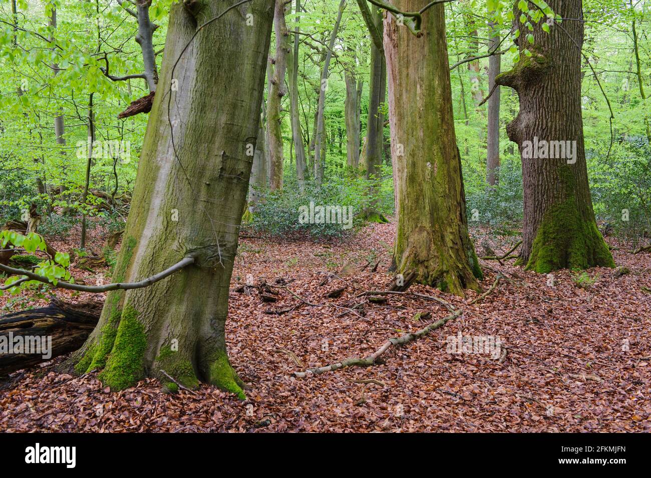 Faggeta, Ahlhorn Forestry Office, Herrenholz, Contea di Vechta, Oldenburger Muensterland, Bassa Sassonia, Germania Foto Stock