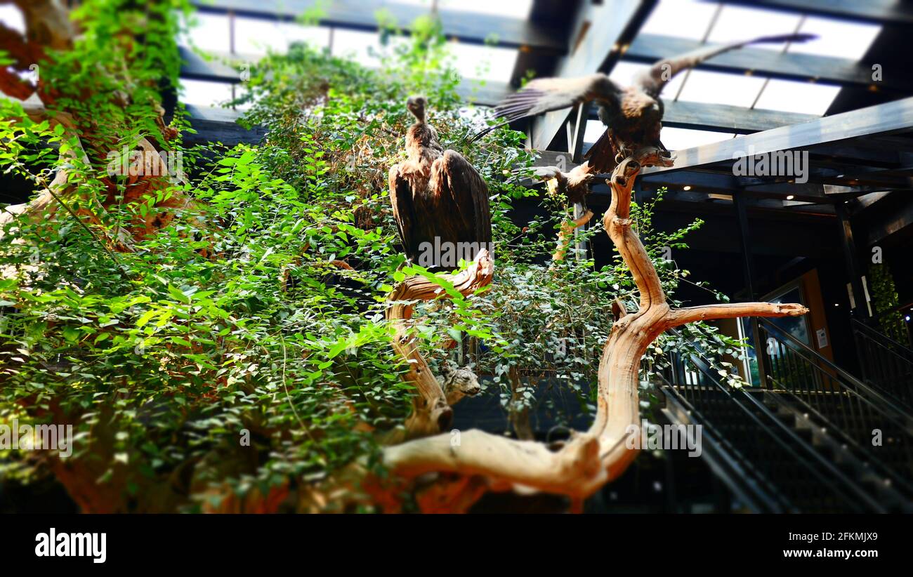 avvoltoi custoditi nel parco ornitologico al coperto Foto Stock