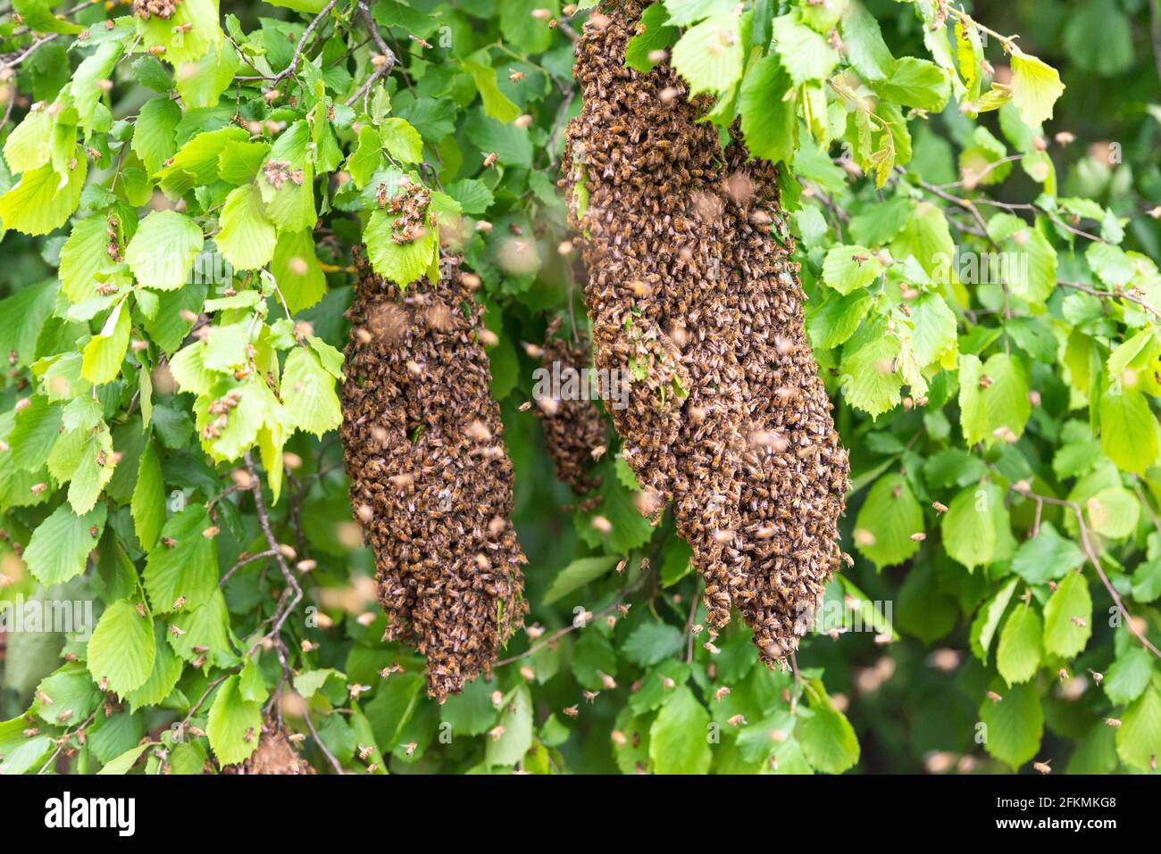 Le api che si scaldano su un albero. Tre grandi sciami di api tra i rami di un albero. Foto Stock