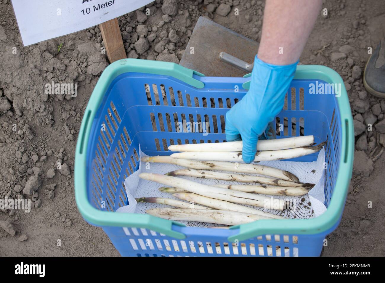 Werne, Germania. 01 Maggio 2021. Gli asparagi vengono messi in un cestino. I privati possono affittare un pezzo di cresta di asparagi lungo dieci metri per un periodo limitato all' Hof Schulze Blasum o venire allo stabbing spontaneo - l'allevamento di asparagi offre ai privati un servizio speciale intorno alla verdura popolare. (A dpa: 'Affitto di una diga o stabbing spontaneo: Fattoria offre speciale servizio di asparagi') credito: Frito Gentsch/dpa/Alamy Live News Foto Stock