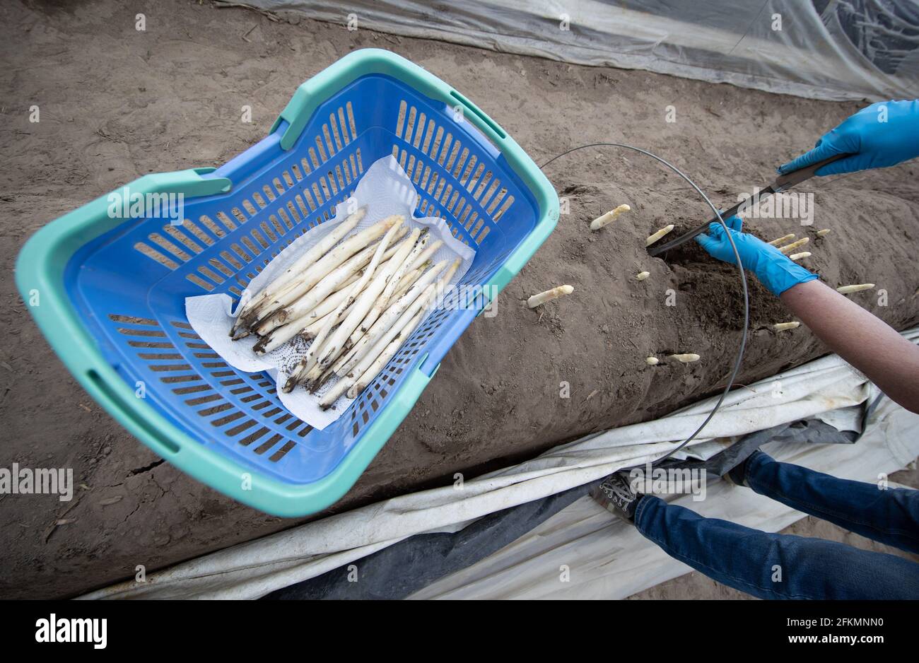 Werne, Germania. 01 Maggio 2021. Gli asparagi appena tagliati si trovano in un cestino. I privati possono noleggiare un pezzo di cresta di asparagi lungo dieci metri per un periodo limitato all' Hof Schulze Blasum o venire per la raccolta spontanea - l'allevamento di asparagi offre ai privati un servizio speciale per le verdure popolari. (A dpa: 'Affitto di una diga o stabbing spontaneo: Fattoria offre speciale servizio di asparagi') credito: Frito Gentsch/dpa/Alamy Live News Foto Stock