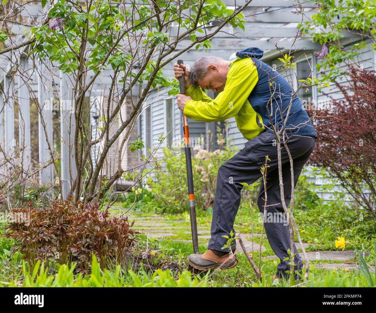 Garderner scava Hole per piantare Rose Bush a New York Foto Stock