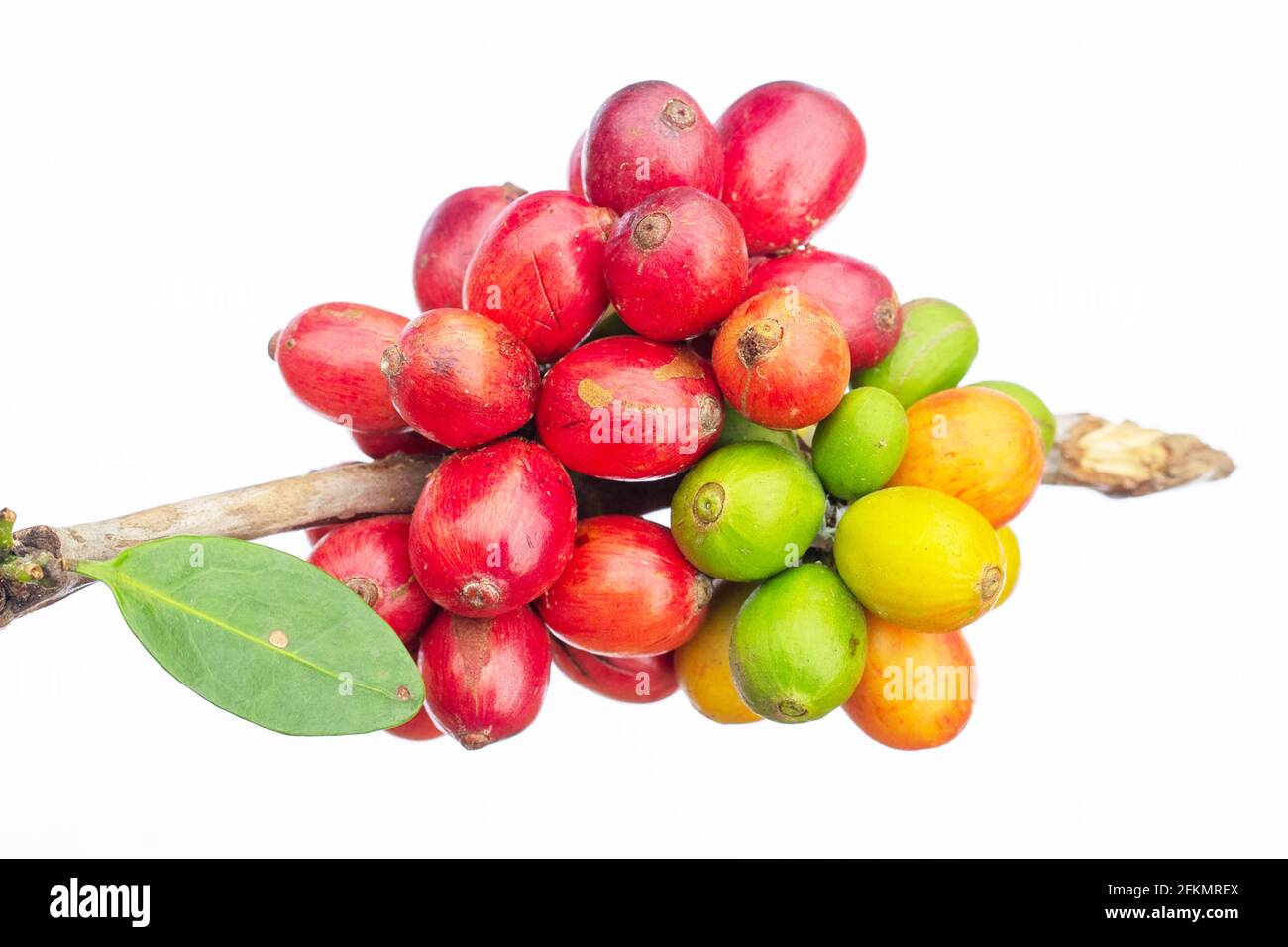 laos caffè, pakxong caffè frutta agricoltura in asia, caffè laos su sfondo bianco Foto Stock