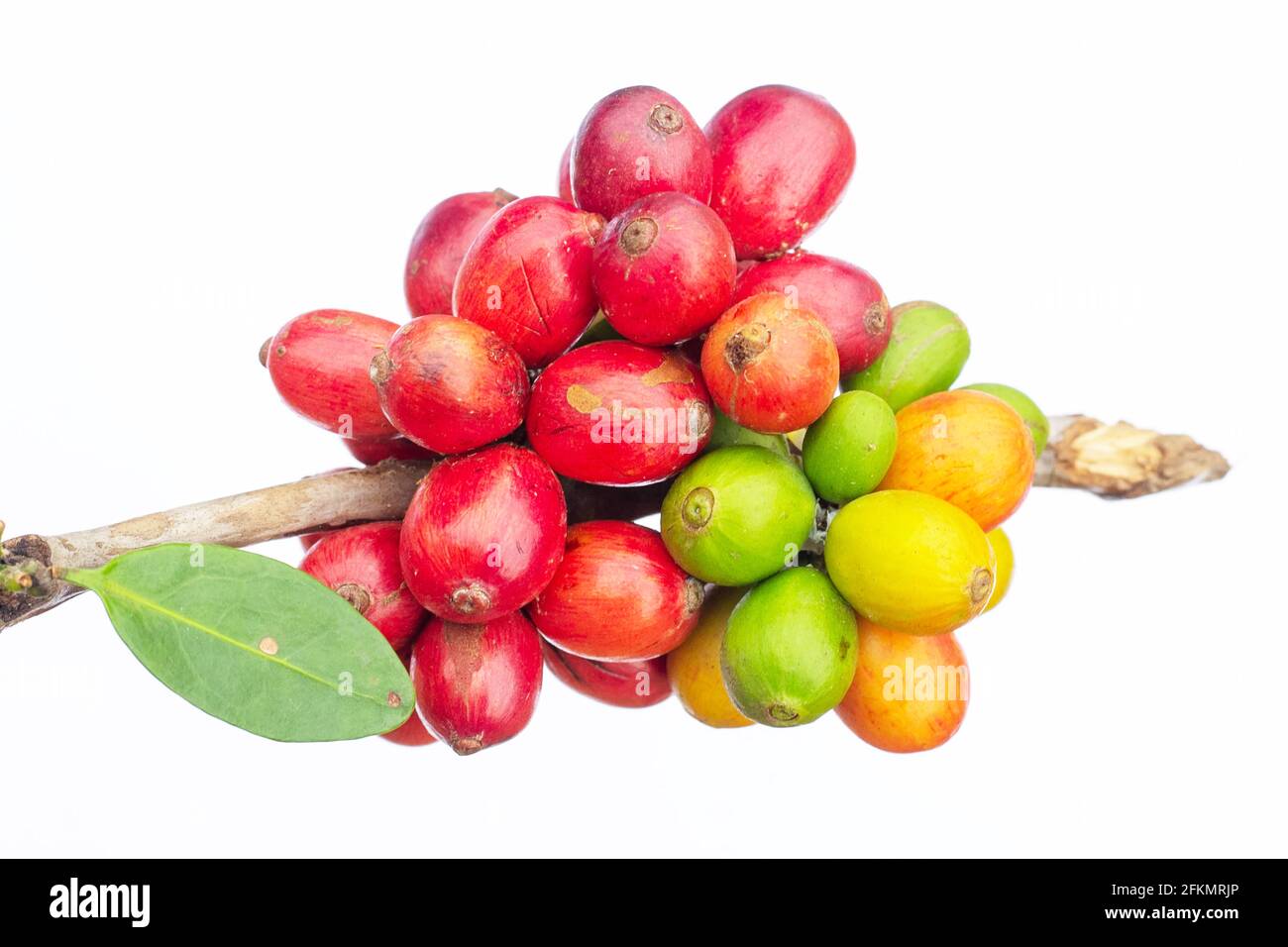 laos caffè, pakxong caffè frutta agricoltura in asia, caffè laos su sfondo bianco Foto Stock