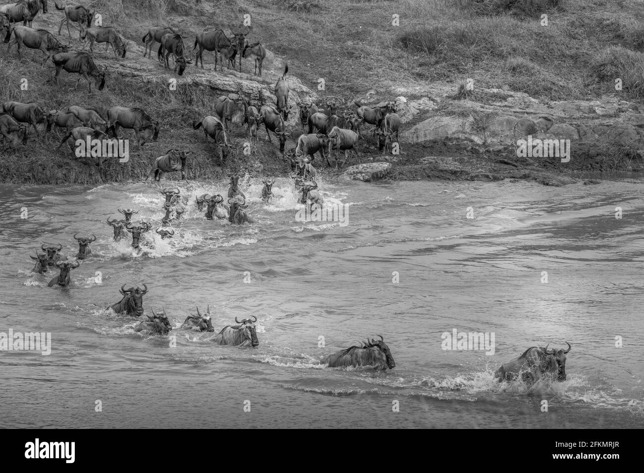 Wildebeest che attraversa il fiume Mara - Serengeti, Tanzania Foto Stock