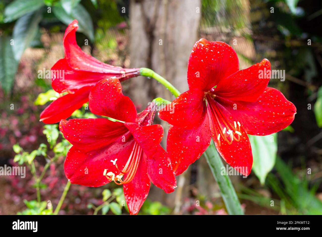 Fiore luminoso dopo piovoso, fiore a quattro vie, Amaryllidaceae, Foto Stock