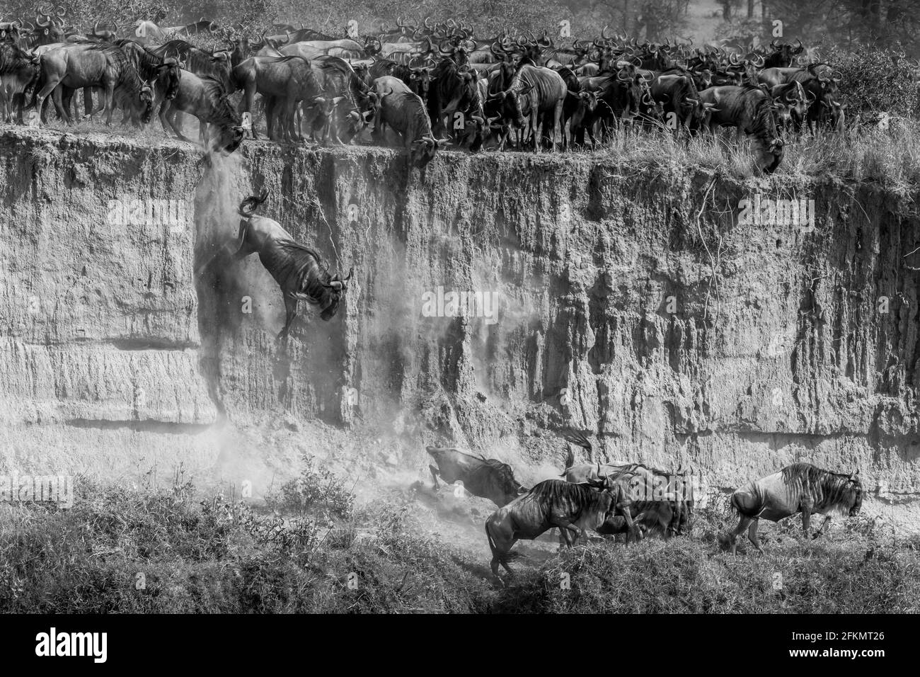 Wildebeest caduta e salto da alta riva del fiume - Serengeti - fiume Mara Foto Stock