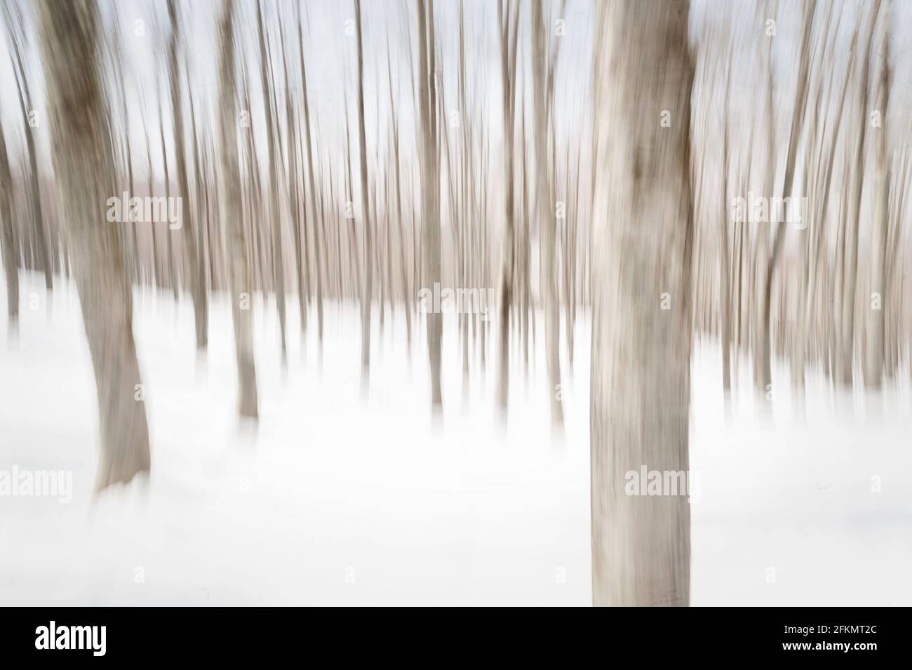 Paesaggio invernale della foresta del Parco Nazionale d'Abruzzo, Lazio e Molise, Pescasseroli, Abruzzo, Italia, Europa Foto Stock