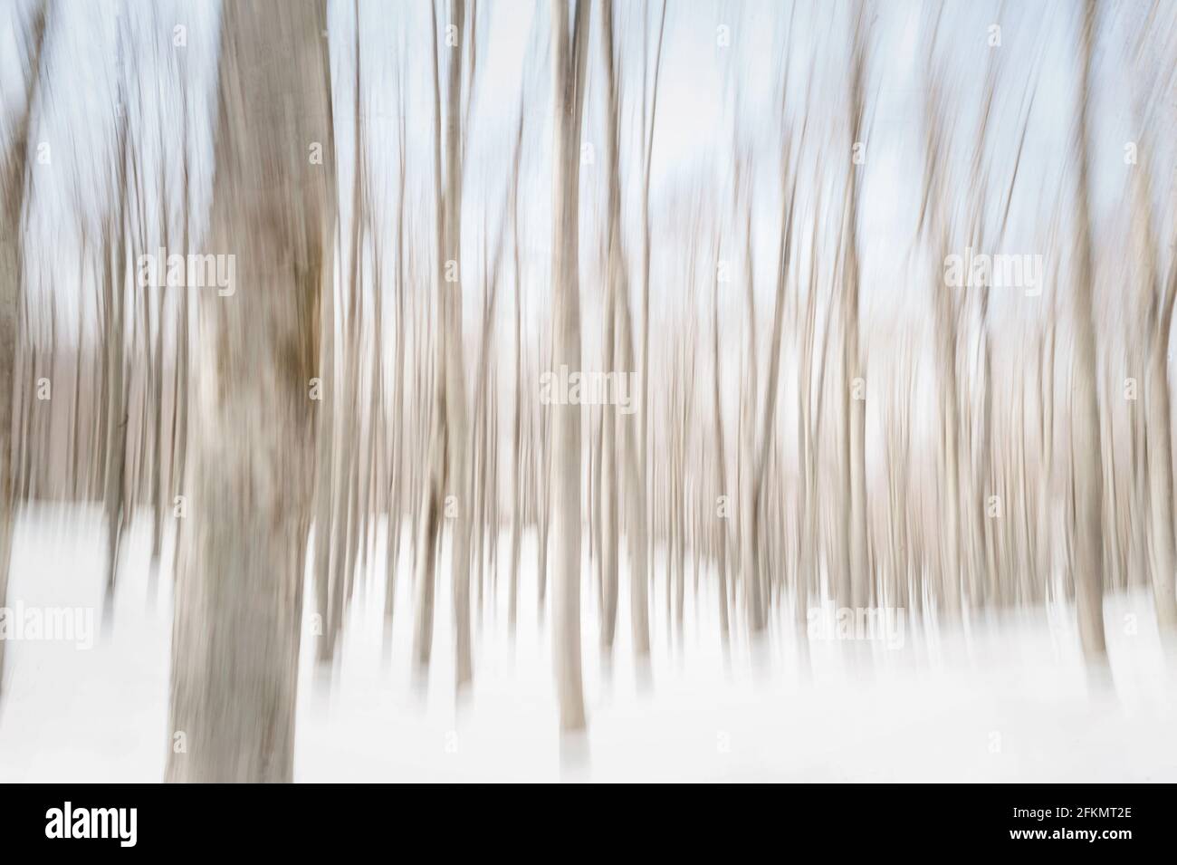 Paesaggio invernale della foresta del Parco Nazionale d'Abruzzo, Lazio e Molise, Pescasseroli, Abruzzo, Italia, Europa Foto Stock