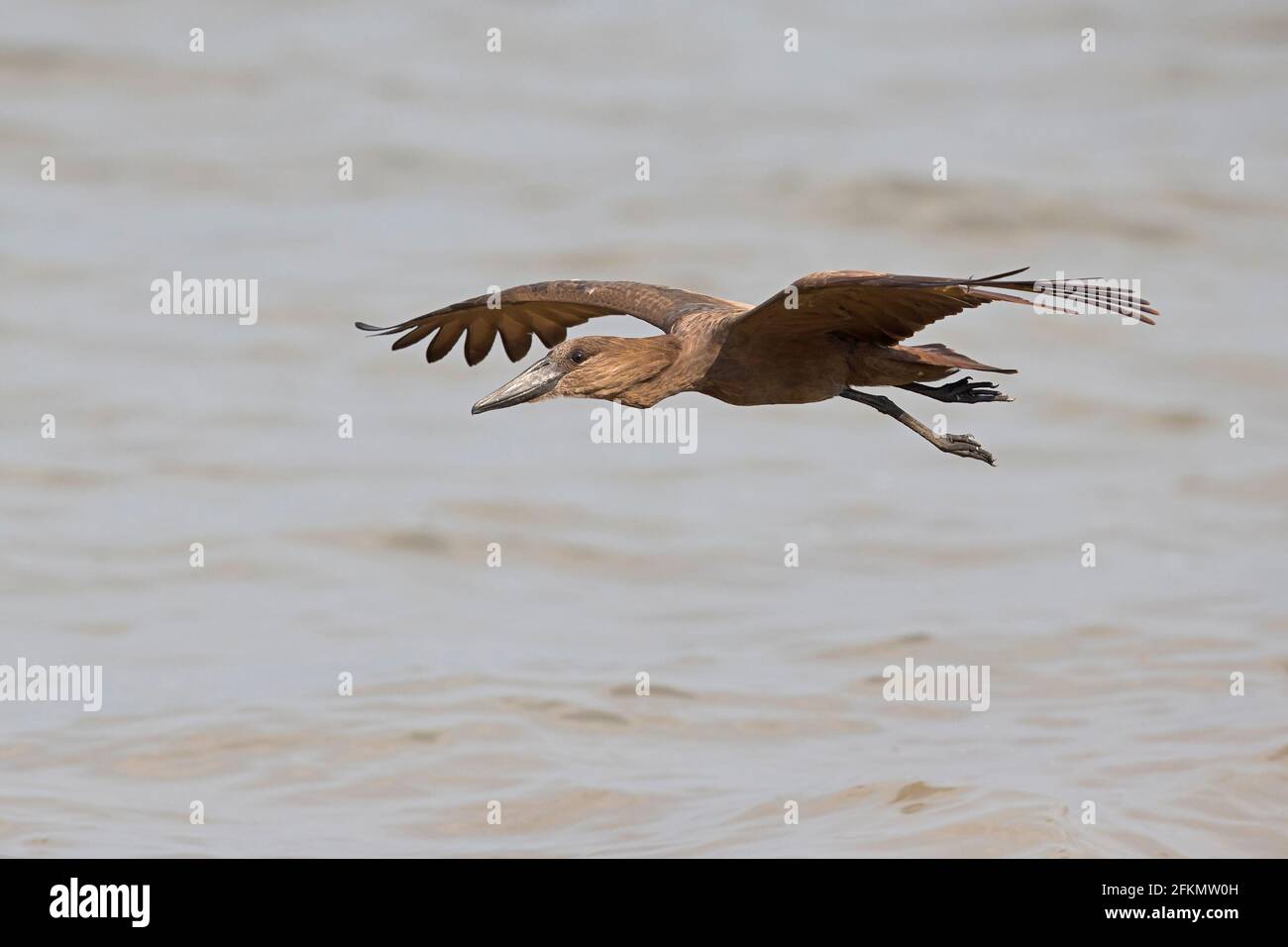 Volare Hamerkop al lago Albert Foto Stock