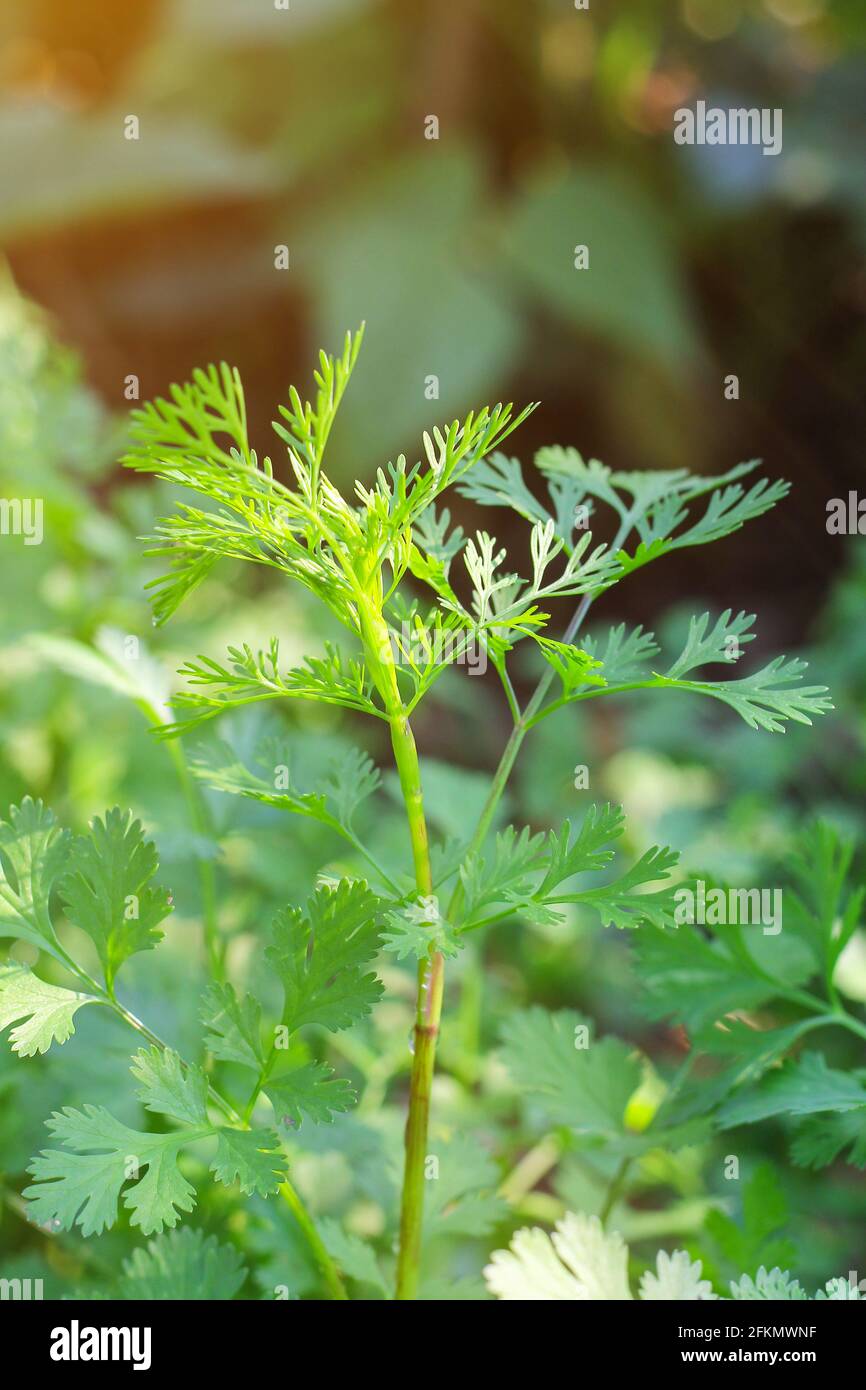 Coriandrum sativum o Umbelliferae (piante di coriandolo) in giardino Foto Stock