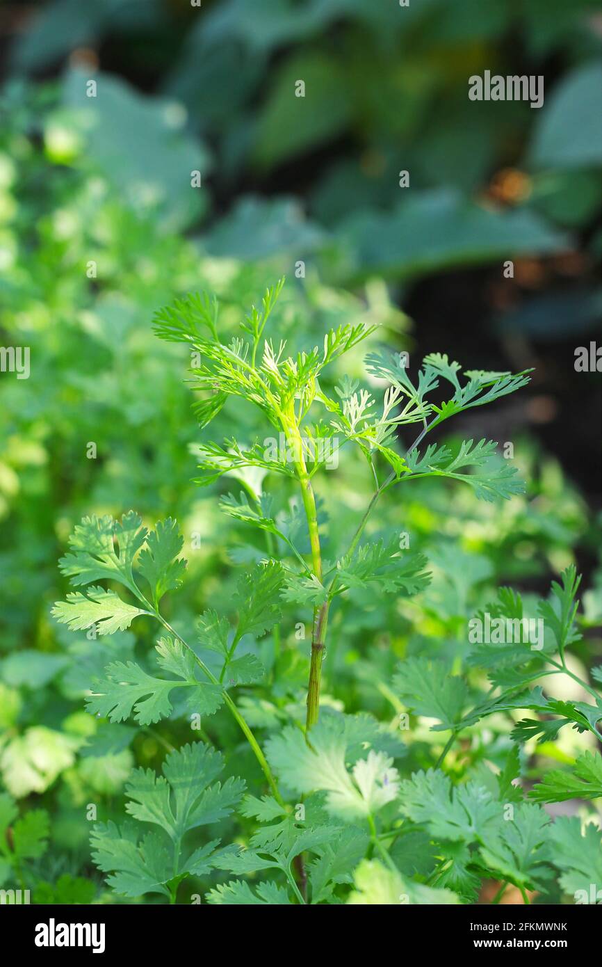 Coriandrum sativum o Umbelliferae (piante di coriandolo) in giardino Foto Stock