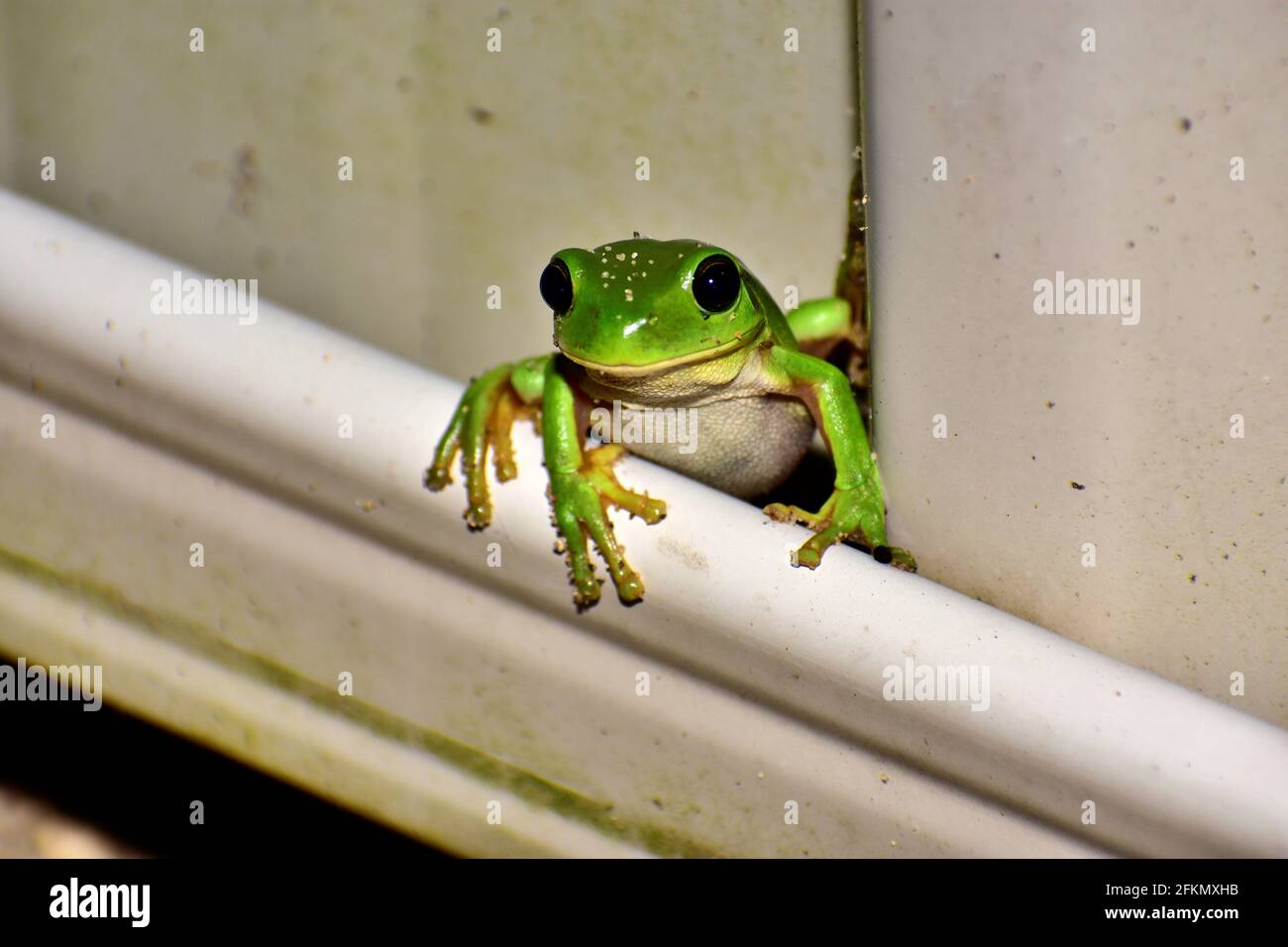 Piccola rana verde Foto Stock